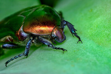 Rose chafer, Cetonia aurata, isolated on white background. Beautiful iridescent beetle. Extreme macro.