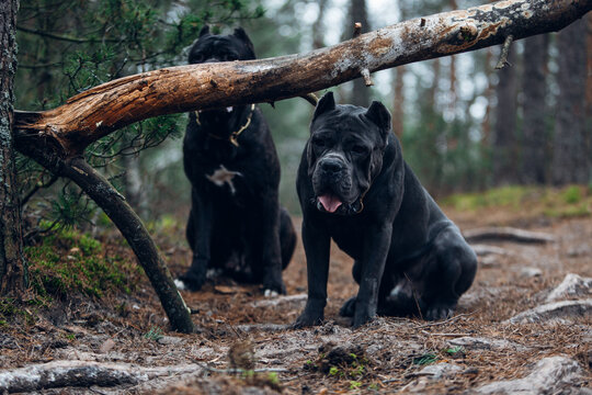 Large, brindle colored cane corso mastiff in the forest