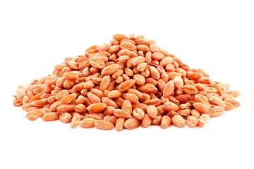 Wheat seeds isolated on white, top view. Wheat seeds treated with pesticide. Wheat grains isolated on white background, top view. Pile of pickled wheat seeds. Triticum grain on a white background.