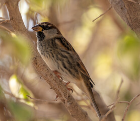 Spanish Sparrow (hiding from a hunting kestrel)