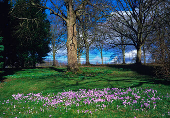 Early spring crocus flowering in country garden