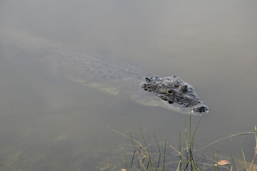 Guatemala, Central America: Crocodile swimming in the water