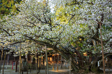 会津美里町　伊佐須美神社の薄墨桜