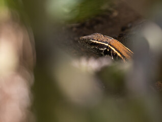 Lizards of La Gomera and La Palma (Canary Islands)