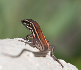 Lizards of La Gomera and La Palma (Canary Islands)