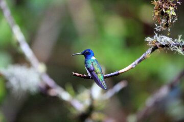 White-necked jacobin (Florisuga mellivora) in Ecuador