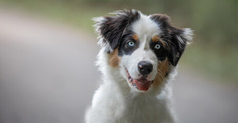 australian sheperd welpe puppy 