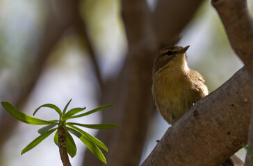 Canary Chiffchaff