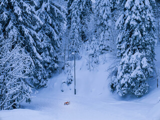 a sledge in the snow