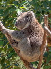 Curled Koala vert