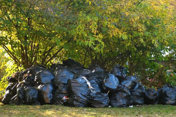 Concept of seasonal cleaning in public areas in the city. Many black garbage bags with trash in autumn park near the trees. Rubbish is prepared for removal by city services.