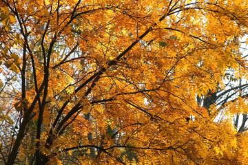 Beautiful huge tree in park. Golden, yellow and orange leaves on branches of mountain ash on blue sky background in autumn season.