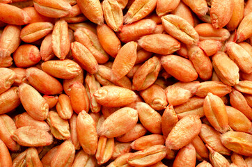 Wheat grains background, close-up, top view. Macro-plan of the treated wheat seeds. Texture,...
