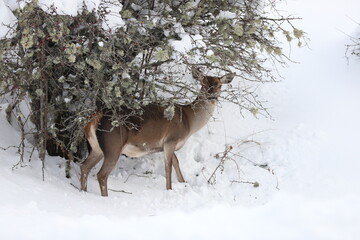 Castilla y León, León, Siero de la Reina, Corzo, Nieve