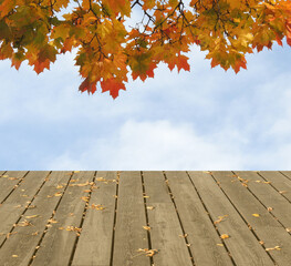 Naklejka na ściany i meble Maple leaves against a blue sky