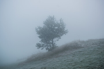 Tree on a meadow in fog