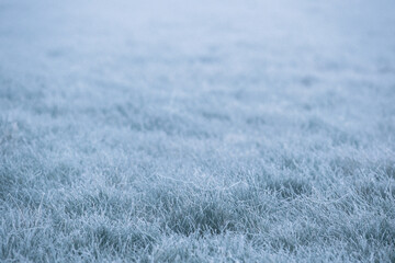 Frozen grass on foggy meadow