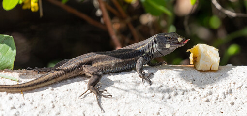 Lizards of the Canary Islands (La Gomera & La Palma)