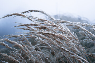 Forezen grass in foggy morning