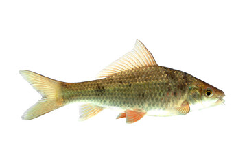 Osteochilus(Cyprinidae) isolated on white background, with clipping path