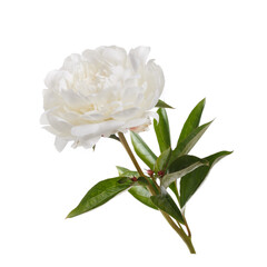 White delicate peony flower isolated on white background.