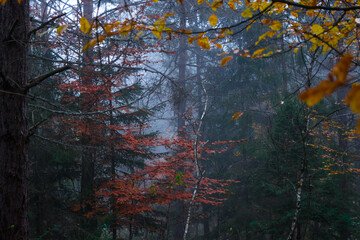 Foggy autumn colored forest