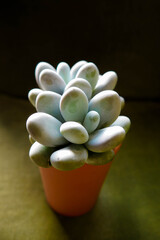 Plant in pot