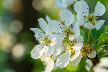 Fresh spring blossom tree branches with blurred background