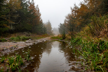 kałuża na leśnej ścieżce, Karkonosze, Polska