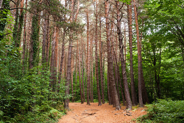 Obraz premium Un camino pasa por un bosque de pinos