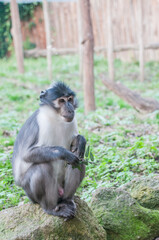 adorable little monkey