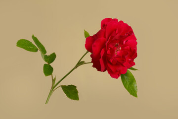 Red garden rose flower isolated on beige background.