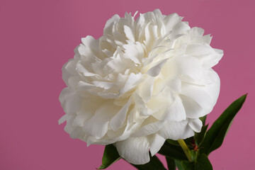 Beautiful white peony flower isolated on pink background.