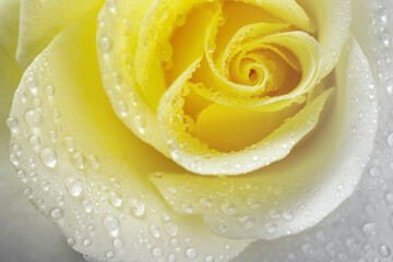 Water drops on petal of  light yellow rose. Illuminating color 2021 year.  Greeting card with copy space