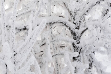 The branches of the tree are covered with snow and frost