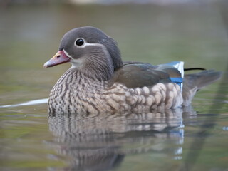 Female mandarin duck swimming in the pond.