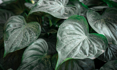 Fototapeta na wymiar Dust Lush Green big leaves background 