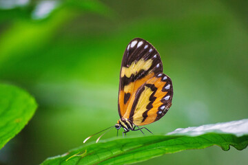 The beautiful butterfly (Mechanitis lysimnia) of the Atlantic Forest in the city of Apiaí, São Paulo, Brazil