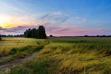 Fototapeta na wymiar Beautiful summer sunset in the field. Idea of a rich harvest.