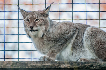 sad lynx curled up in a zoo cage