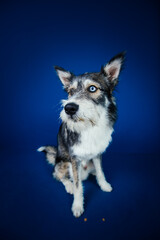 Beautiful mix-breed bi-eyed husky dog against blue background. 