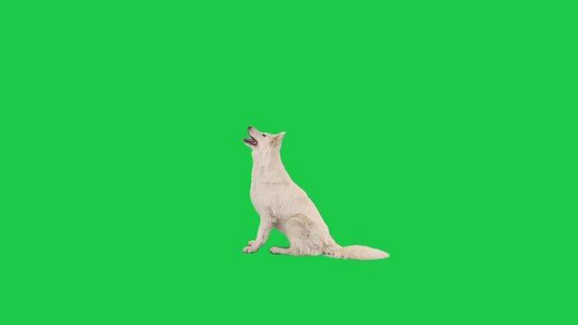 swiss shepherd dog walk on green screen