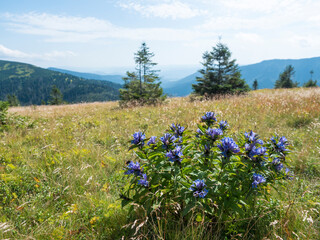 Obraz premium blue blooming gentian flower bush at mountain meadow, grassy green hill slope with spruce tree and pine scrub at ridge of Low Tatras mountains, Slovakia, summer sunny day