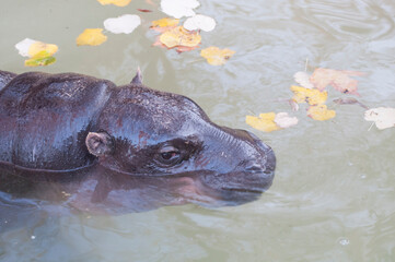 hippopotamus  swims in the river and dives