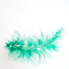 Light green feather on white background, isolated, close-up