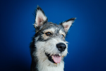 Beautiful mix-breed bi-eyed husky dog against blue background. 