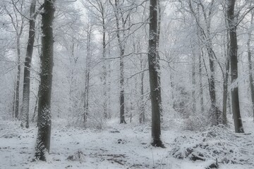 forest in winter