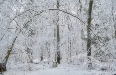 snow covered trees