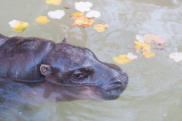 hippopotamus  swims in the river and dives