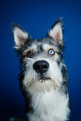 Beautiful mix-breed bi-eyed husky dog against blue background. 